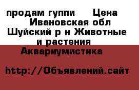продам гуппи . › Цена ­ 30 - Ивановская обл., Шуйский р-н Животные и растения » Аквариумистика   